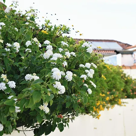 机场酒店 酒店 Maía