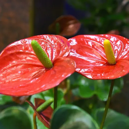 Отель Aeroporto