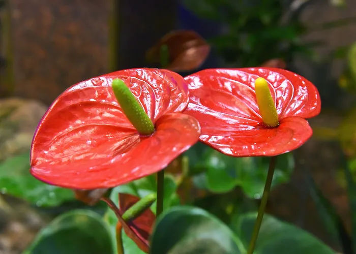 Отель Aeroporto