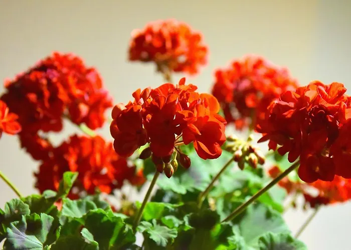 아에로포르투 호텔 2*